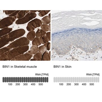 Anti-BIN1 antibody produced in rabbit Ab1, Prestige Antibodies&#174; Powered by Atlas Antibodies, affinity isolated antibody, buffered aqueous glycerol solution