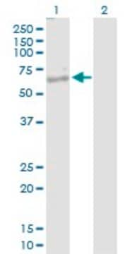 Anti-NKD1 antibody produced in rabbit purified immunoglobulin, buffered aqueous solution