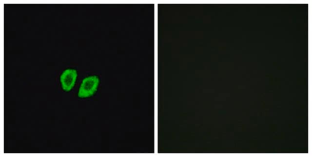 Anti-RXFP4 antibody produced in rabbit affinity isolated antibody