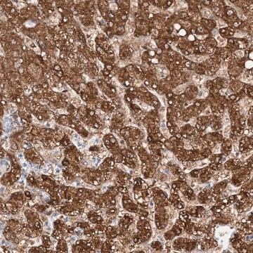 Anti-NIT2 antibody produced in rabbit Prestige Antibodies&#174; Powered by Atlas Antibodies, affinity isolated antibody, buffered aqueous glycerol solution