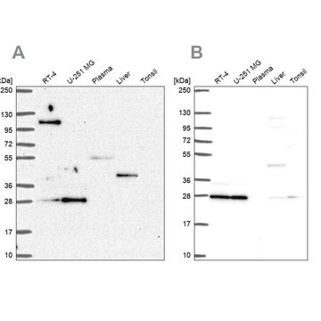 Anti-POLR2E antibody produced in rabbit Prestige Antibodies&#174; Powered by Atlas Antibodies, affinity isolated antibody