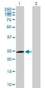 Anti-TRIM50C antibody produced in mouse purified immunoglobulin, buffered aqueous solution