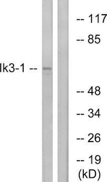 Anti-IK3-1 antibody produced in rabbit affinity isolated antibody