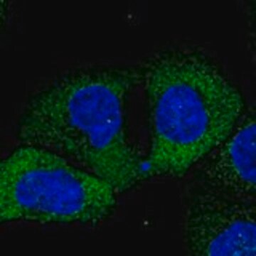 Anti-GANC antibody produced in rabbit Prestige Antibodies&#174; Powered by Atlas Antibodies, affinity isolated antibody, buffered aqueous glycerol solution