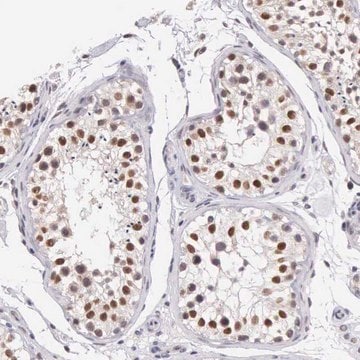 Anti-HMGXB4 antibody produced in rabbit Prestige Antibodies&#174; Powered by Atlas Antibodies, affinity isolated antibody, buffered aqueous glycerol solution