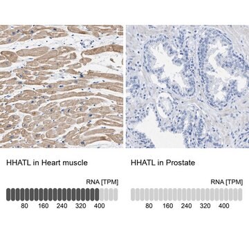 Anti-HHATL antibody produced in rabbit Prestige Antibodies&#174; Powered by Atlas Antibodies, affinity isolated antibody, buffered aqueous glycerol solution