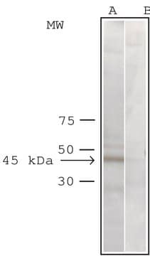 Anti-Arp1&#945;/Centractin antibody produced in rabbit IgG fraction of antiserum, buffered aqueous solution