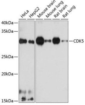 Anti-CDK5 antibody produced in rabbit