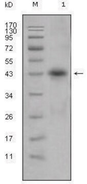 Monoclonal Anti-APOL1 antibody produced in mouse clone 1D4, ascites fluid