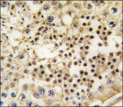 Monoclonal Anti-LIN28A antibody produced in mouse IgG fraction of antiserum, buffered aqueous solution