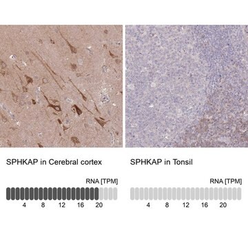 Anti-SPHKAP antibody produced in rabbit Prestige Antibodies&#174; Powered by Atlas Antibodies, affinity isolated antibody, buffered aqueous glycerol solution