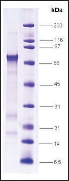 MDM2, HIS标记 人 recombinant, expressed in E. coli, &#8805;80% (SDS-PAGE), buffered aqueous solution