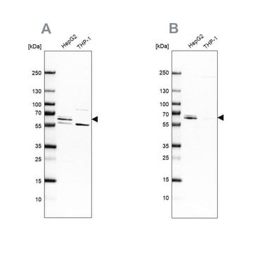 Anti-CDR2 antibody produced in rabbit Prestige Antibodies&#174; Powered by Atlas Antibodies, affinity isolated antibody, buffered aqueous glycerol solution