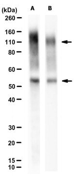 Anti-Glypican-2 Antibody, clone CT3