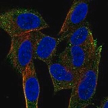 Anti-NRSN1 antibody produced in rabbit Prestige Antibodies&#174; Powered by Atlas Antibodies, affinity isolated antibody, buffered aqueous glycerol solution