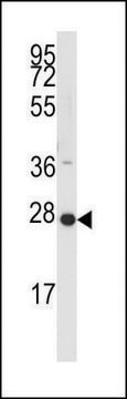 ANTI-PPAP2C (C-TERM) antibody produced in rabbit IgG fraction of antiserum, buffered aqueous solution