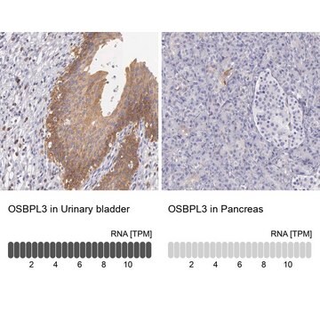 Anti-OSBPL3 antibody produced in rabbit Prestige Antibodies&#174; Powered by Atlas Antibodies, affinity isolated antibody, buffered aqueous glycerol solution