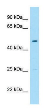 Anti-FLOT1 (C-terminal) antibody produced in rabbit affinity isolated antibody