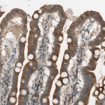 Anti-CLRN3 antibody produced in rabbit Prestige Antibodies&#174; Powered by Atlas Antibodies, affinity isolated antibody, buffered aqueous glycerol solution