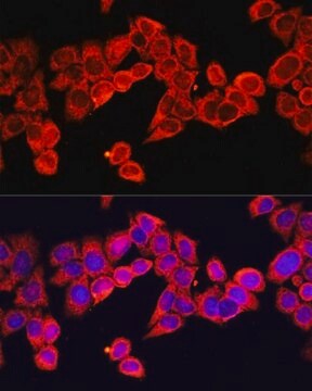 Anti-IL1B antibody produced in rabbit