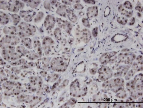 Monoclonal Anti-PMFBP1 antibody produced in mouse clone 4G9, purified immunoglobulin, buffered aqueous solution