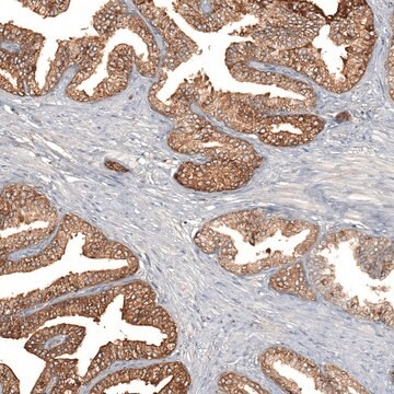 Anti-F8A1 antibody produced in rabbit Prestige Antibodies&#174; Powered by Atlas Antibodies, affinity isolated antibody, buffered aqueous glycerol solution