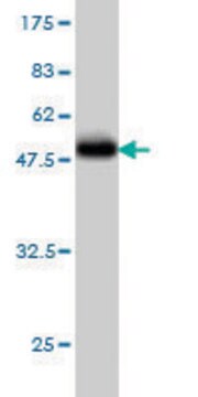 Monoclonal Anti-PROCR antibody produced in mouse clone M3, purified immunoglobulin, buffered aqueous solution