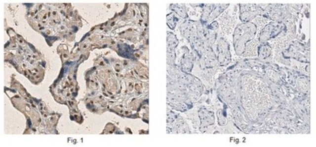 Anti-HAND2 Antibody, Clone 7D4.1 clone 7D4.1, from mouse