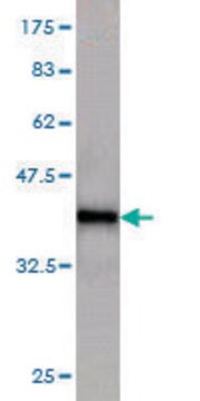 Monoclonal Anti-KAL1 antibody produced in mouse clone 2E8, purified immunoglobulin, buffered aqueous solution