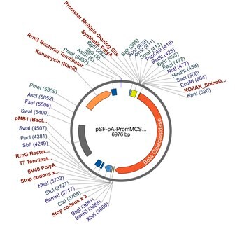 PSF-PA-PROMMCS-BETAGAL - NO PROMOTER (MCS) BETA GAL PLASMID plasmid vector for molecular cloning