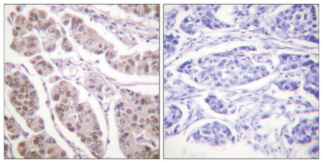 Anti-Histone H4 antibody produced in rabbit affinity isolated antibody