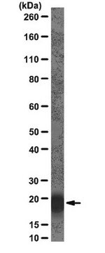 Anti-PRL-2 Antibody, clone 42 clone 42, from mouse