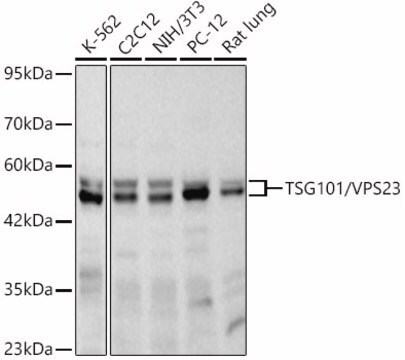 Anti-TSG101/VPS23 Antibody, clone 4T4W6, Rabbit Monoclonal