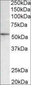 Anti-Hdac1 antibody produced in goat affinity isolated antibody, buffered aqueous solution