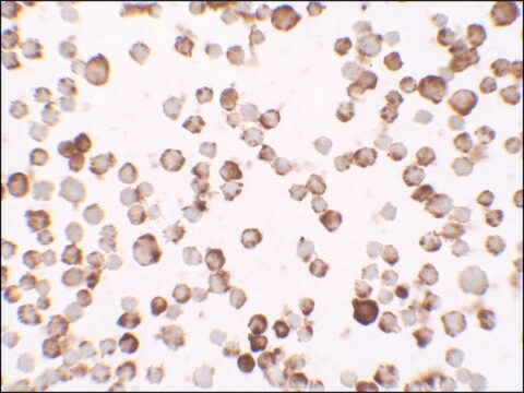 Anti-RNASET2 antibody produced in rabbit affinity isolated antibody