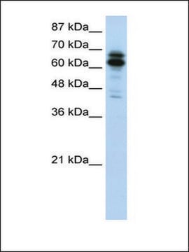 Anti-SYNCRIP (AB1) antibody produced in rabbit IgG fraction of antiserum