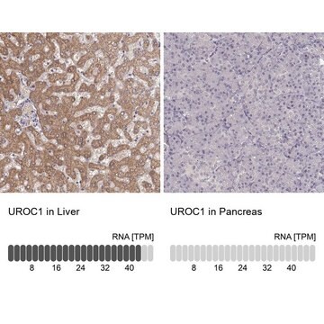 Anti-UROC1 Prestige Antibodies&#174; Powered by Atlas Antibodies, affinity isolated antibody