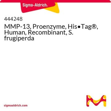 MMP-13, Proenzyme, His&#8226;Tag&#174;, Human, Recombinant, S. frugiperda