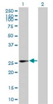 Anti-IDI1 antibody produced in mouse purified immunoglobulin, buffered aqueous solution