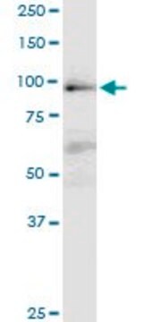 Monoclonal Anti-MAP4K1 antibody produced in mouse clone 1G6, purified immunoglobulin