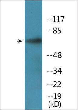 Anti-phospho-PLK1 (pSer137) antibody produced in rabbit affinity isolated antibody