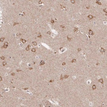 Anti-NENF antibody produced in rabbit Prestige Antibodies&#174; Powered by Atlas Antibodies, affinity isolated antibody, buffered aqueous glycerol solution