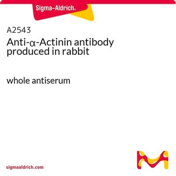 Anti-&#945;-Actinin antibody produced in rabbit whole antiserum