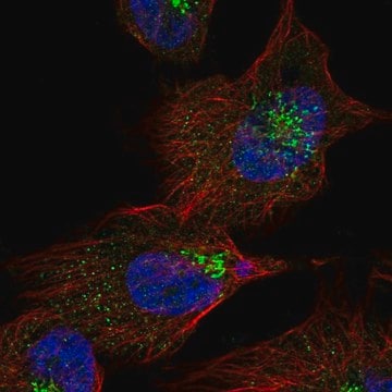 Anti-KIAA1147 antibody produced in rabbit Prestige Antibodies&#174; Powered by Atlas Antibodies, affinity isolated antibody