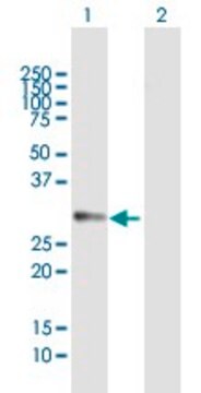 Anti-DDAH2 antibody produced in mouse purified immunoglobulin, buffered aqueous solution