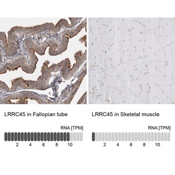 Anti-LRRC45 antibody produced in rabbit Prestige Antibodies&#174; Powered by Atlas Antibodies, affinity isolated antibody, buffered aqueous glycerol solution, Ab1