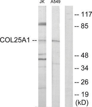 Anti-Collagen XXV &#945;1 antibody produced in rabbit affinity isolated antibody