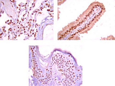 Anticorps anti-Na+/K+&nbsp;ATPase&nbsp;&#945;-1 Upstate&#174;, from rabbit