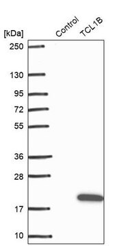 Anti-TCL1B antibody produced in rabbit Prestige Antibodies&#174; Powered by Atlas Antibodies, affinity isolated antibody, buffered aqueous glycerol solution