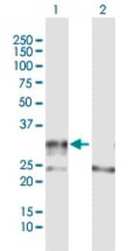 Anti-ADAMTS4 antibody produced in rabbit purified immunoglobulin, buffered aqueous solution